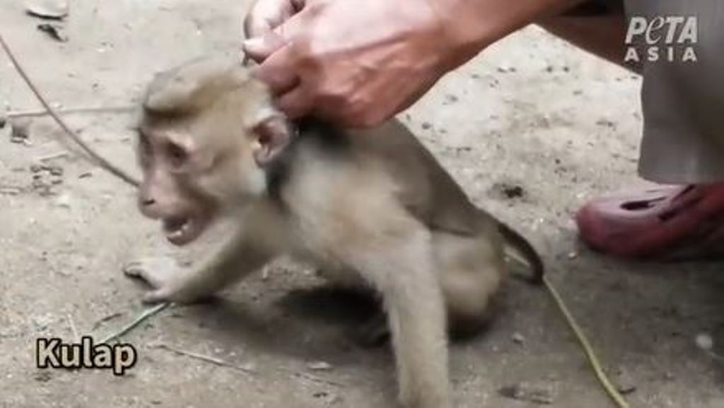 Video: Esclavizan a monos para cosecha de cocos en Tailandia