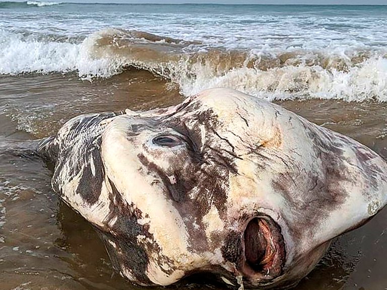 ¿Un extraterrestre? Esta es la enorme criatura marina que apareció en una playa de Australia