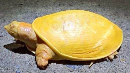 La extraña tortuga amarilla y con ojos rosados que encontraron en la India