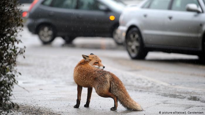 Alemania: Zorro resulta ser ladrón de zapatos en Berlín