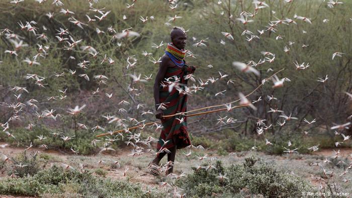“Los insectos sobrevivirán las catástrofes provocadas por el hombre”