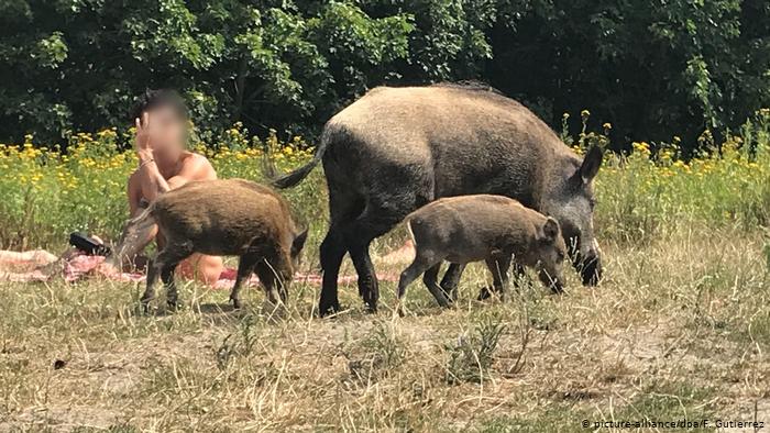 Jabalí que robó su laptop a nudista de Berlín podría ser sacrificada