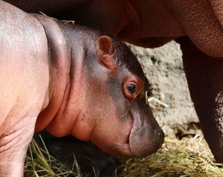 Video: Zoológico La Aurora presenta a bebé hipopótamo que recientemente dio a luz Dorinda