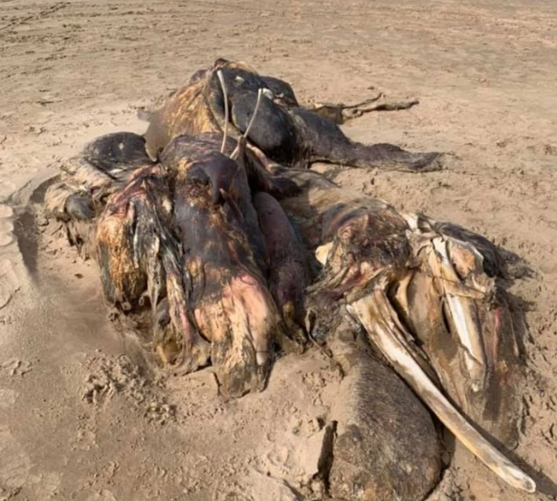 Por qué los restos de un extraño animal hallado en Inglaterra desconciertan a expertos