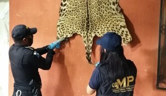 Mujer que exhibía en su casa una piel de jaguar y una cabeza de venado termina en prisión