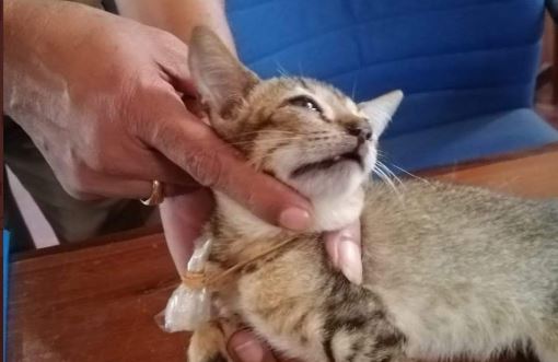 Atrapan a un gato cuando intentaba introducir droga de forma clandestina en una prisión de alta seguridad