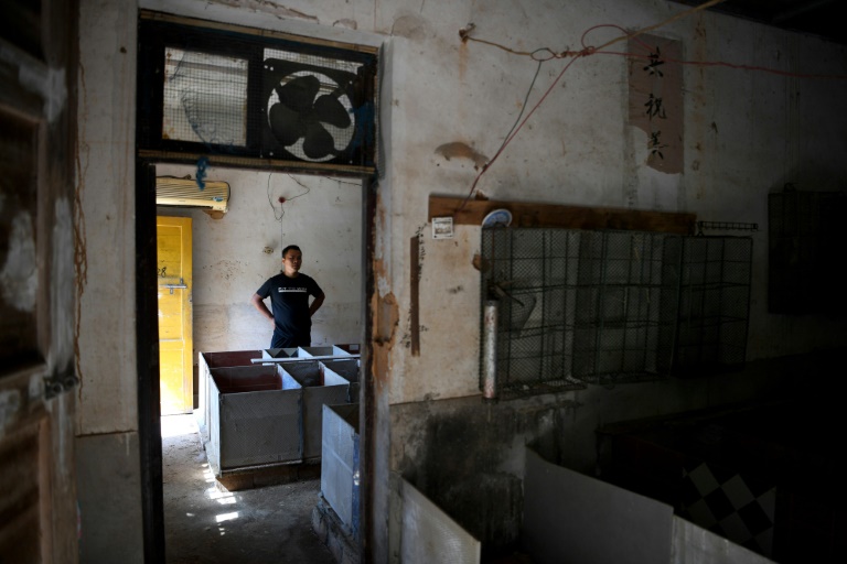 Ratas comestibles: cómo la pandemia del covid-19 cambió el negocio de animales exóticos en China