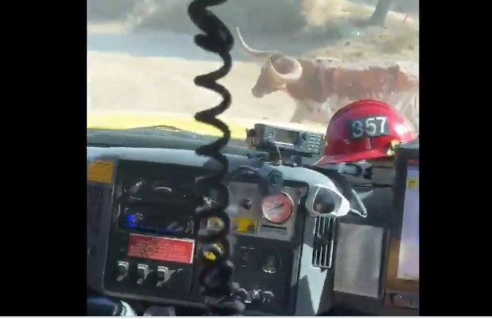 Video: el angustiante momento que vivieron bomberos cuando fueron perseguidos por un toro en California