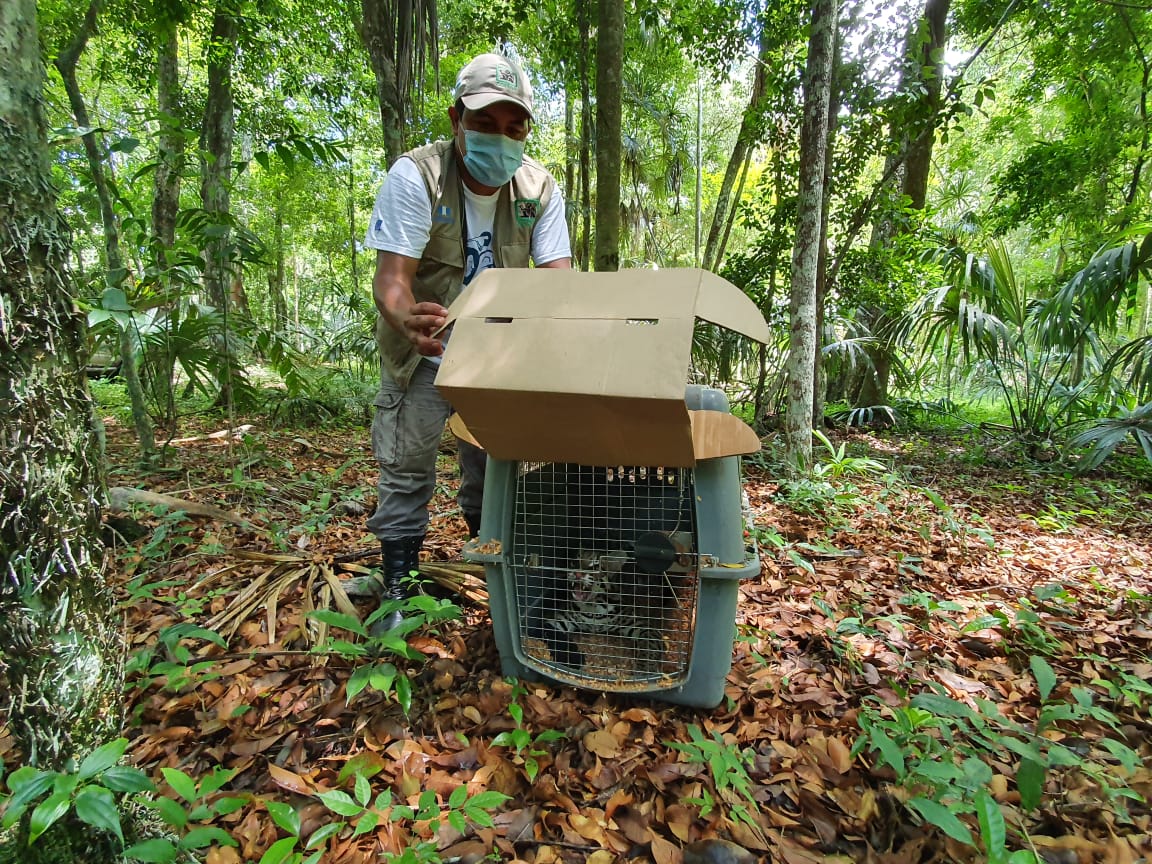 Liberan en la selva petenera 70 animales silvestres que eran traficados