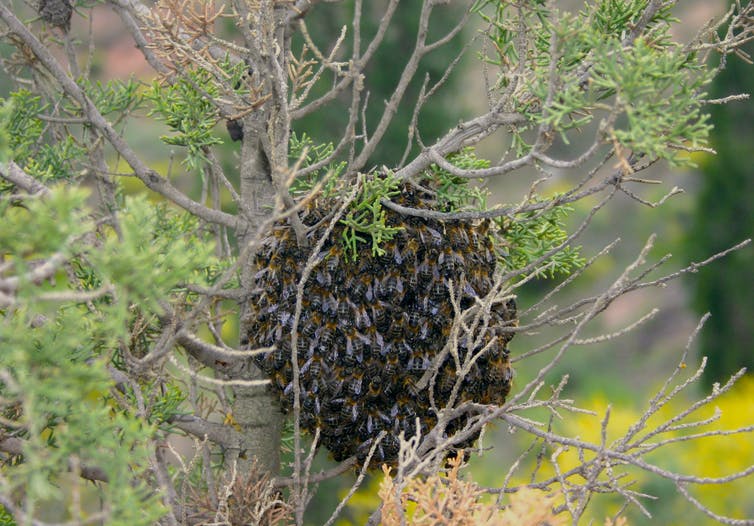 Abejas