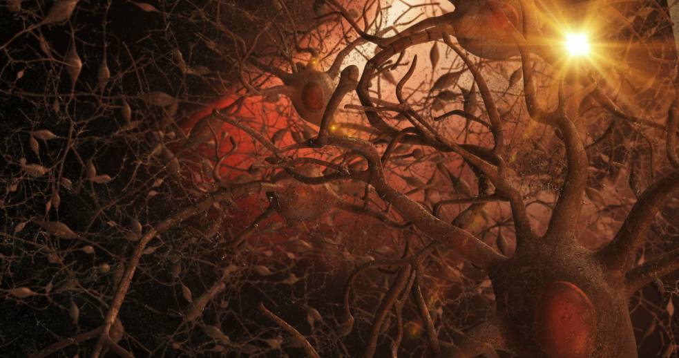 ¿Cómo evitar que el cerebro envejezca demasiado rápido?