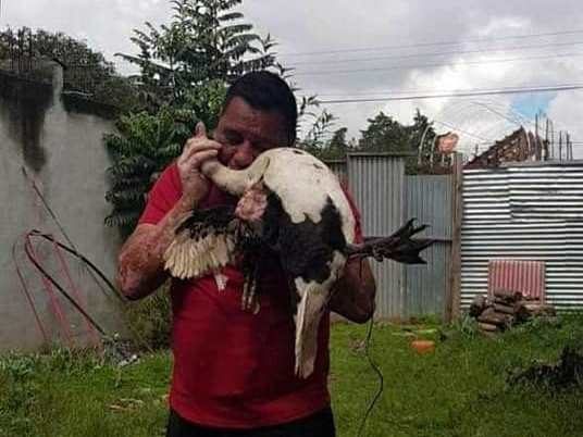 Viral |Las fotos de un concejal arrancando a mordidas la cabeza de un pato: ¿qué dijo y cuál es el riesgo sanitario de esta práctica?