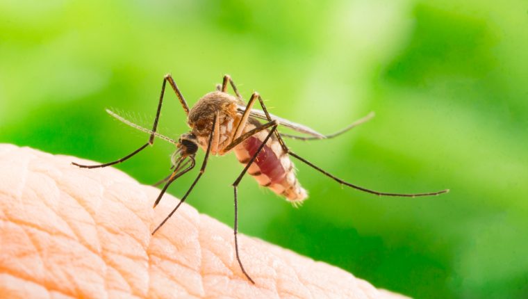 ¿Los mosquitos transmiten el coronavirus? Esto es lo que revelan investigaciones recientes