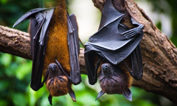 Dos científicos creen que el origen del coronavirus está en mineros chinos contagiados en 2012