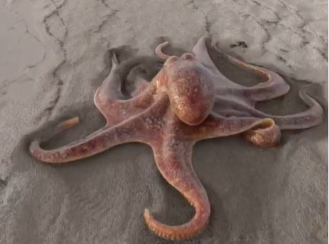 ¿Un pulpo caminando en la playa? Esta es la verdad del video viral que circula en el mundo