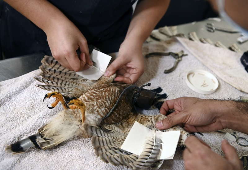 El laborioso trasplante de plumas para que vuele un gavilán en El Salvador