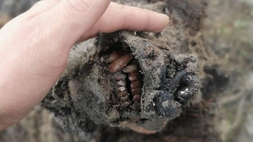 Las impresionantes imágenes del oso de la Edad de Hielo “completamente conservado” que encontraron en Rusia