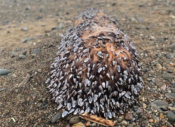 ¿Criaturas extraterrestres? Familia encuentra por casualidad un “manjar” que vale una fortuna