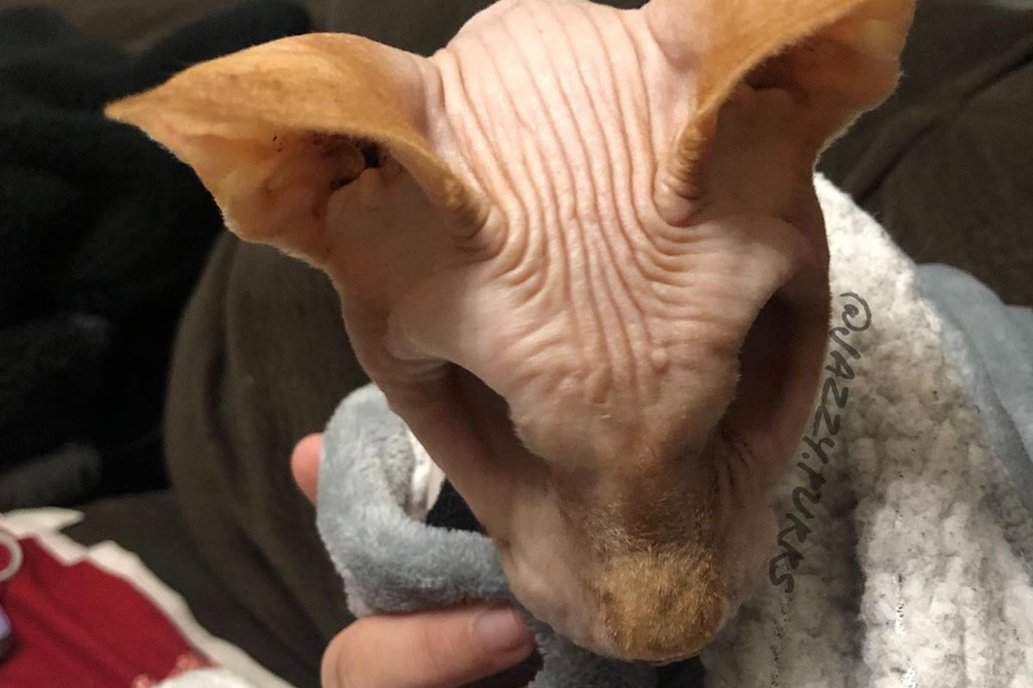 La historia de Jasper, el gato sin pelo y sin ojos que arrasa en Instagram