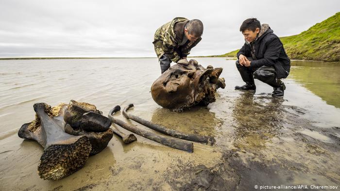 Hallan en isla del Ártico un oso de las cavernas de hace 22 mil años