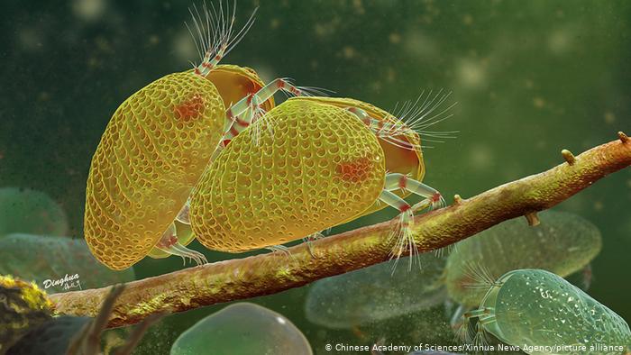 Científicos descubren los espermatozoides más antiguos jamás hallados