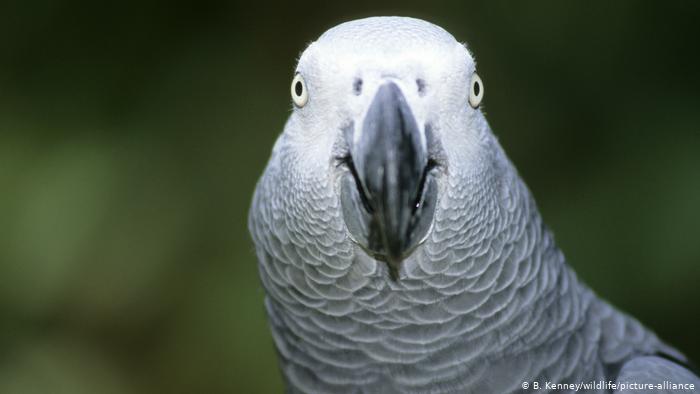La extraordinaria historia de los cinco loros groseros