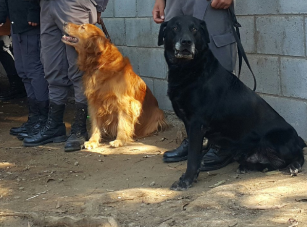 Así piensa reforzar el Sistema Penitenciario la detección de ilícitos en las cárceles del país