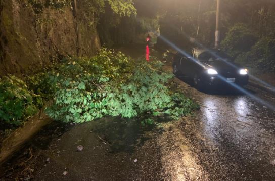 Imágenes: lluvia de las últimas horas deja derrumbes y árboles derribados
