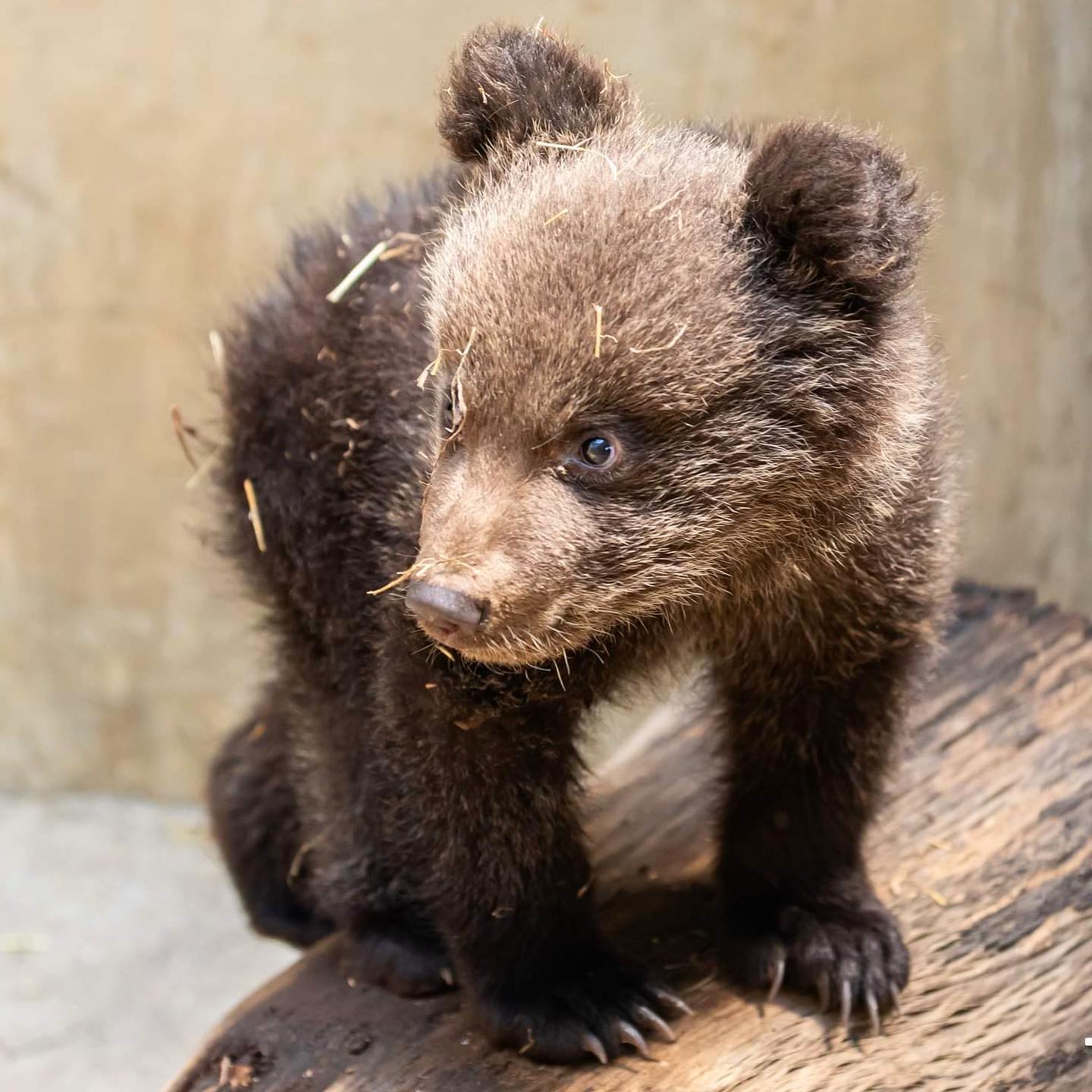 ¡Les presentamos a Koda! Es el nuevo nombre del osito que se hospeda en el Zoológico Nacional La Aurora