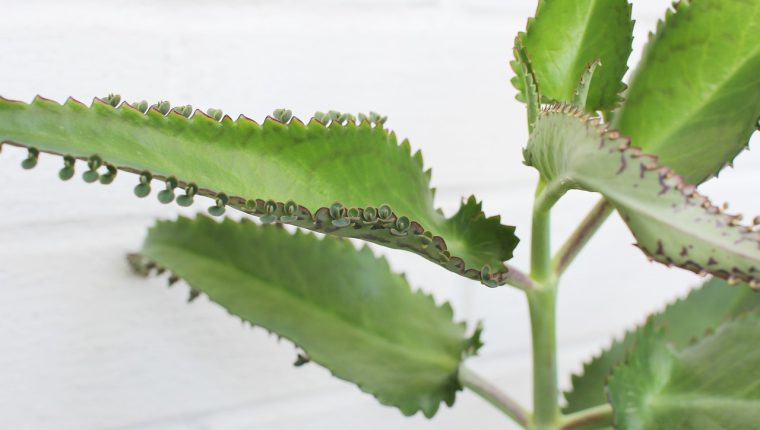 Kalanchoe: cuáles son sus propiedades y los riesgos de su consumo