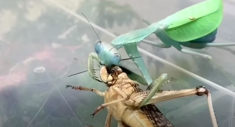 El desagradable vídeo de una mantis religiosa comiéndose una langosta