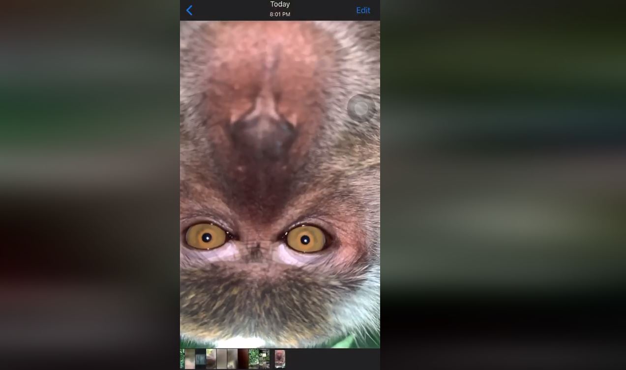 Encuentra su celular robado y descubre que un mono se estuvo tomando selfis