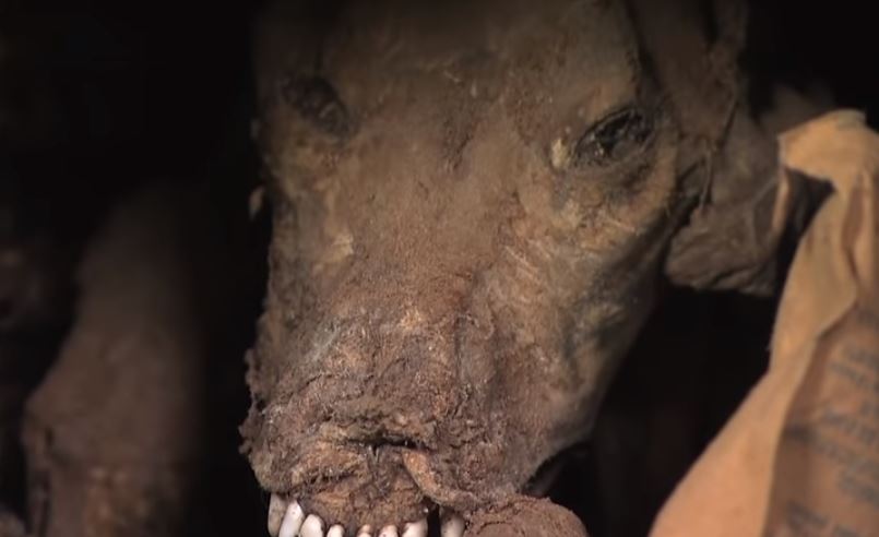 Video: la historia del perro que quedó momificado hace 60 años en el tronco de un árbol