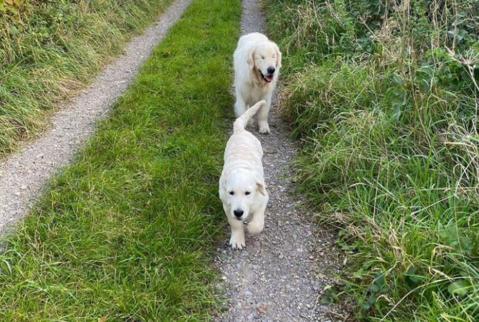 Imágenes: la emotiva historia de Tao, el perro ciego que tiene a su propio perro guía