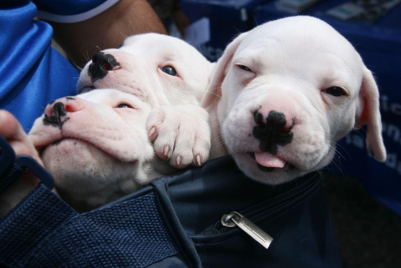 Dogo Guatemalteco: Conoce su historia y características