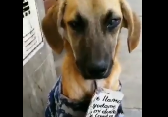 El final feliz de Chester, el perro que vagaba con un cartel en el cuello desde que su dueña murió de covid-19