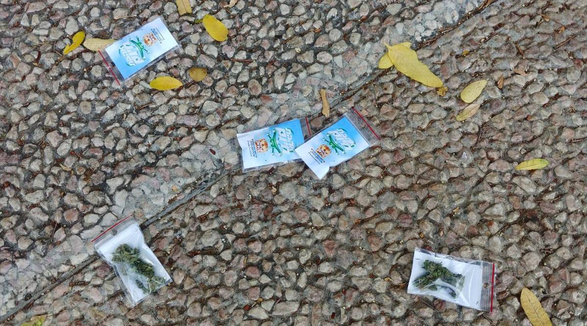 Llueve cannabis en Tierra Santa: La noticia viral sobre Israel