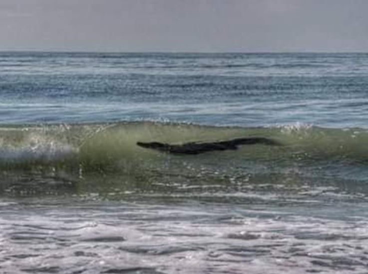 Cocodrilo se pasea por playa de Acapulco y genera alarma entre turistas y pobladores
