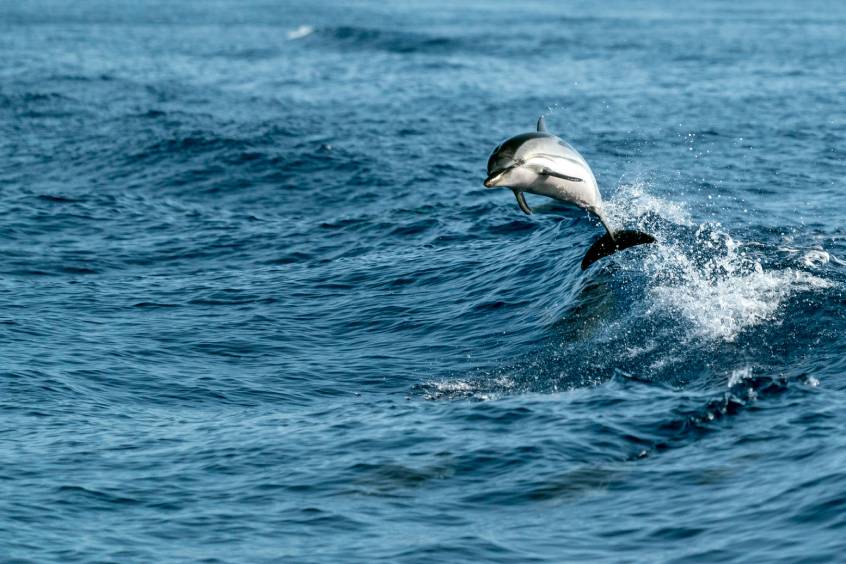 COVID-19 en animales: ¿Son los delfines más vulnerables que los murciélagos?