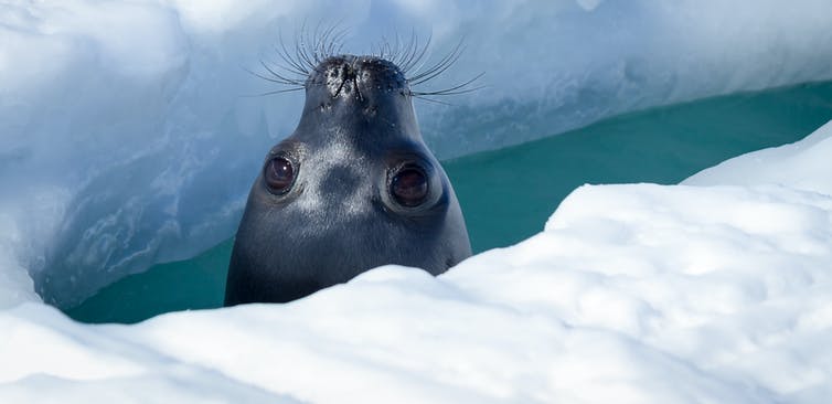 Imagen de una foca