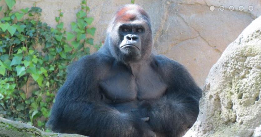 Brutal ataque de gorila deja gravemente herida a cuidadora del zoológico de Madrid