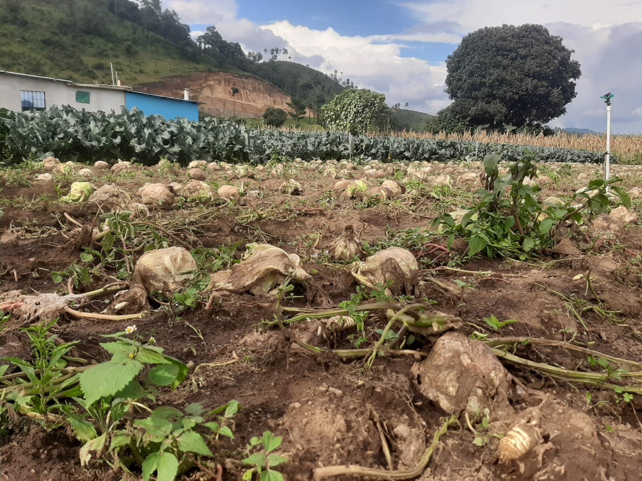 “Estas eran tierras fértiles”: Agricultores aseguran que el libramiento de Chimaltenango perjudica sus cultivos