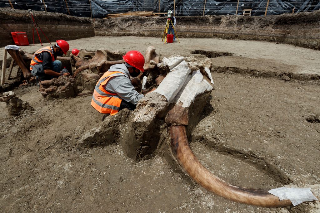 Fotogalería: Las impresionantes imágenes de los esqueletos de mamut que quedaron al descubierto durante la construcción del nuevo aeropuerto de México