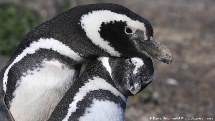 Crece la preocupación por la muerte de un pingüino que se tragó una mascarilla