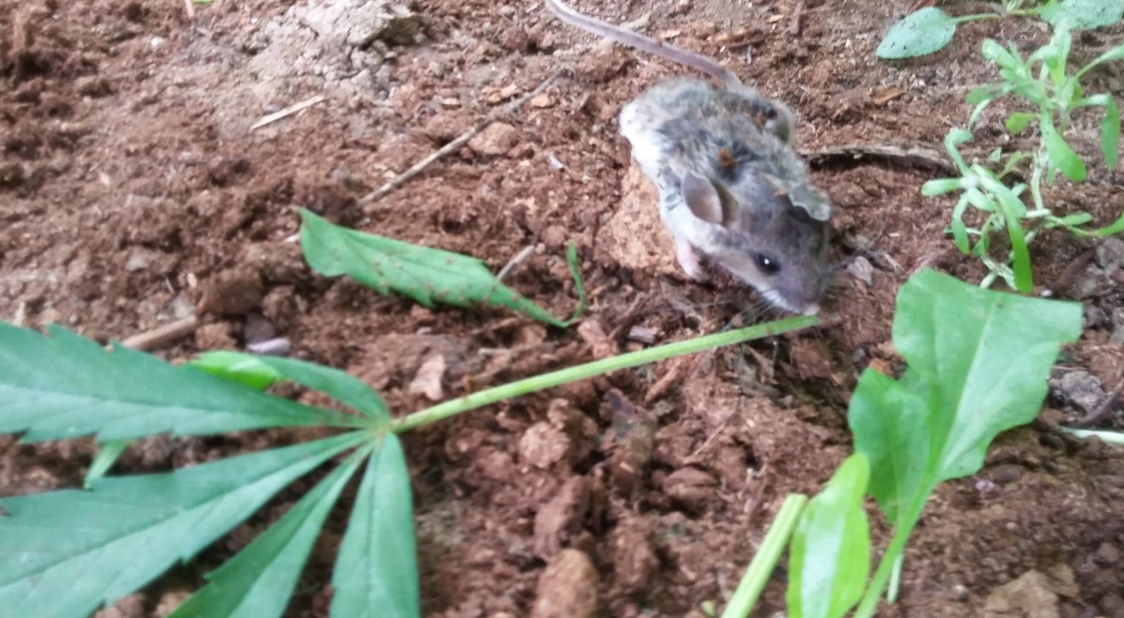 ¡Se desmayó! El curioso caso de un ratón que masticó hojas de marihuana