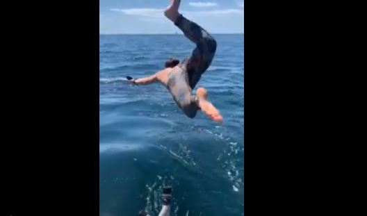 Video: ¡Ese no era! Hombre quiso nadar junto a una especie inofensiva y se topó con un tiburón blanco