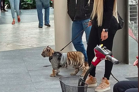 Cachorro de bengala en México