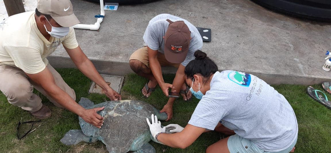 ¡Indignante! Golpean brutalmente a tortuga de parlama en playa Tecojate