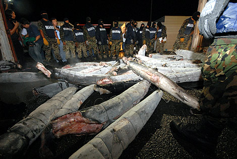 “El Chapo” Guzmán traficaba cocaína en tiburones congelados