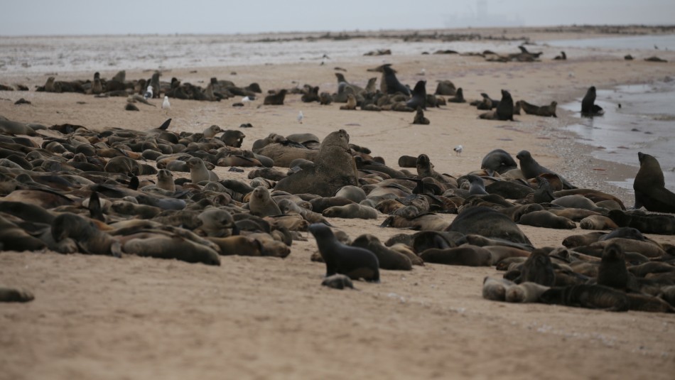 Encuentran a miles de lobos marinos muertos en Namibia tras un “aborto masivo”